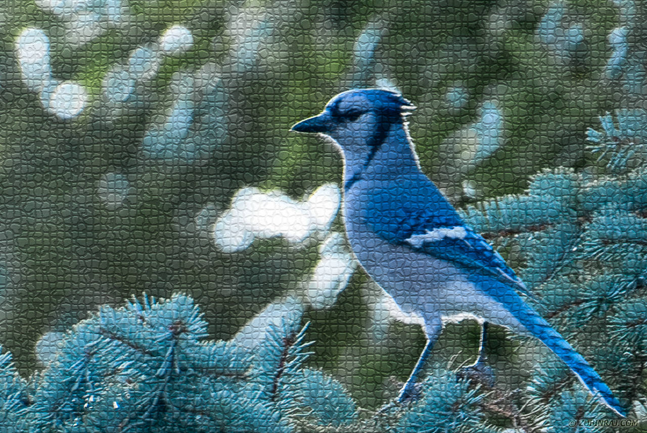 Blue-Jay-Tiled-For-Fun-