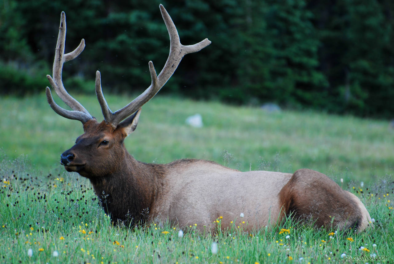Elk_In_Wild_Colorado-2699