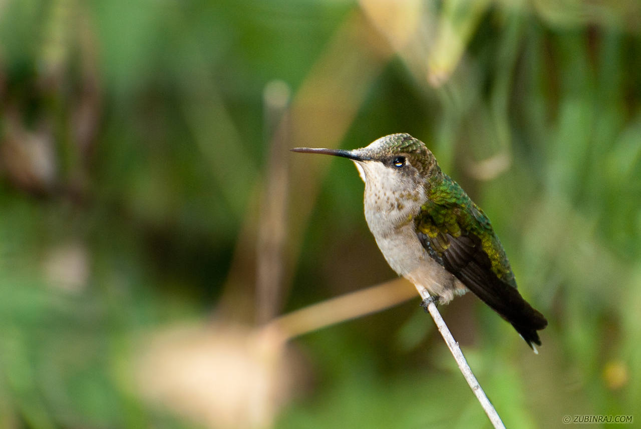 Hummingbird-Up-Close-20120908