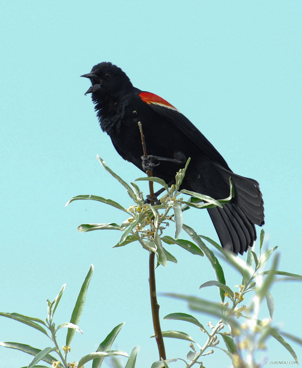 Red Winged Black Bird Perched-DSC_8247