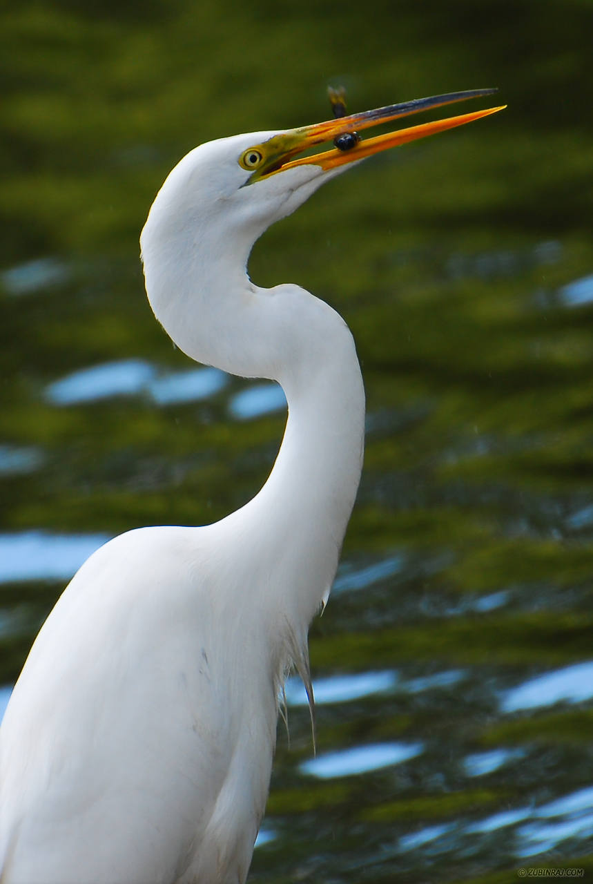 Snowy Egret Catching Fish-DSC_7217-Edit